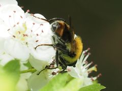 Criorhina floccosa