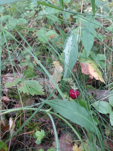 woodland strawberry