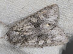 Lacinipolia cuneata