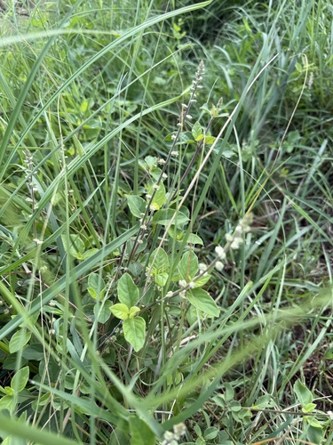 forest burr