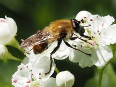 Criorhina floccosa