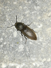 Agriotes obscurus