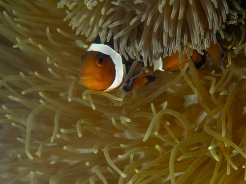 Amphiprion ocellaris