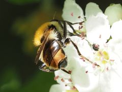 Criorhina floccosa