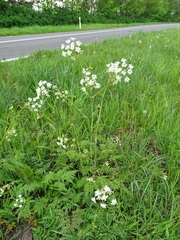 Anthriscus sylvestris