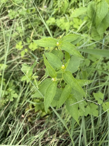 Blainvillea acmella observed 2026-08-06