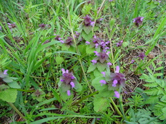 Lamium purpureum