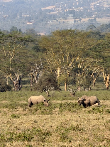 Black rhinoceros