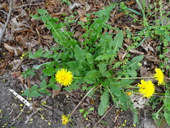 Taraxacum officinale