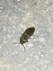 Agriotes obscurus