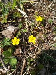 Potentilla