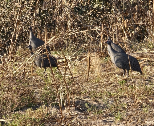 Arid Helmeted Guineafowl