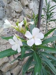 Nerium oleander