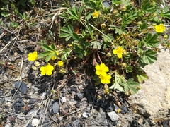 Potentilla