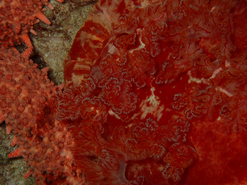 Hexabranchus sandwichensis observed 2026-08-05