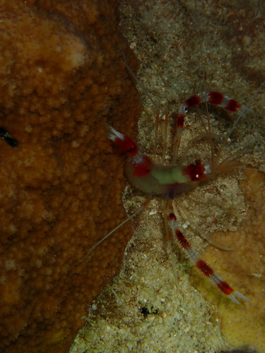 Stenopus hispidus observed 2026-08-05