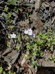 Phacelia dubia