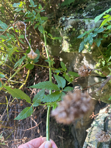 Cedronella canariensis, photograph 5