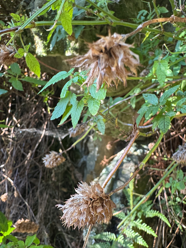 Cedronella canariensis, photograph 6