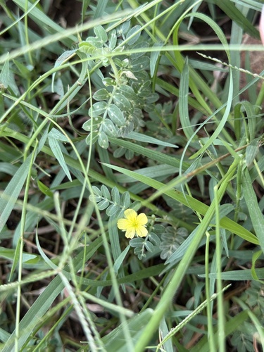 puncture vine