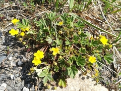 Potentilla