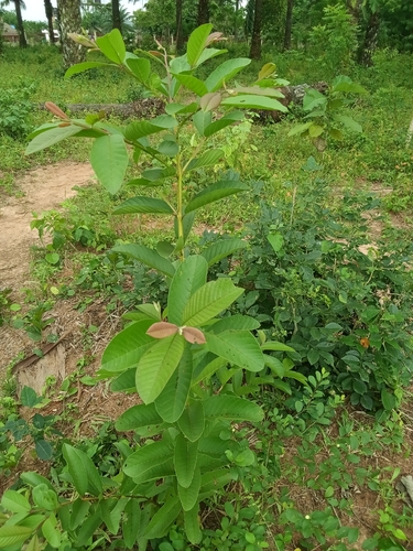 Common guava