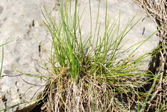 Carex mucronata