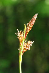 Carex mucronata