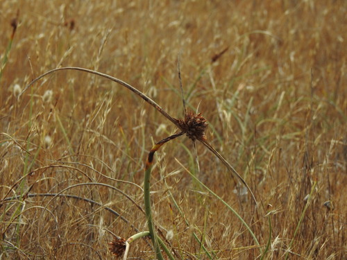 Cyperus capitatus, photograph 1