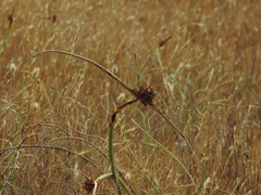 Cyperus capitatus, photograph (c) Duarte Frade, some rights reserved (CC BY)