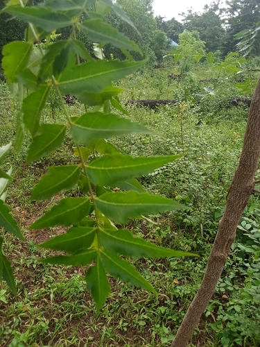 Neem