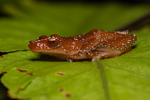 Nyctixalus pictus observed 2026-08-05
