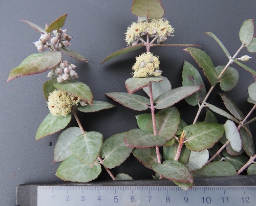 Eucalyptus crenulata observed 2026-08-03