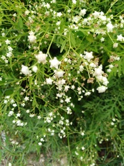 Parthenium hysterophorus
