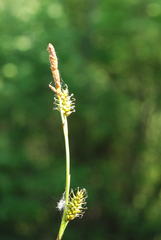 Carex hostiana