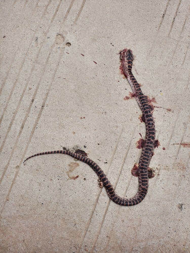 Red-banded Snake