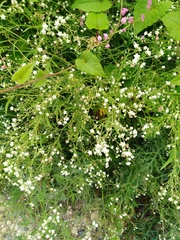 Parthenium hysterophorus