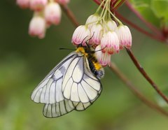 Parnassius glacialis