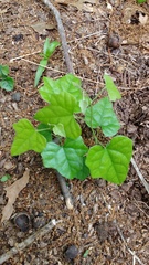 Angiospermae