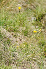 Leontodon tenuiflorus