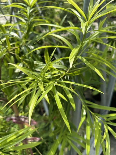 Podocarpus nakaii observed 2026-08-06