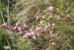 Chamaecytisus purpureus