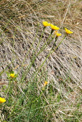 Leontodon tenuiflorus