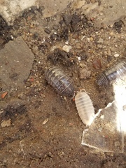 Porcellio laevis