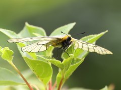 Parnassius glacialis