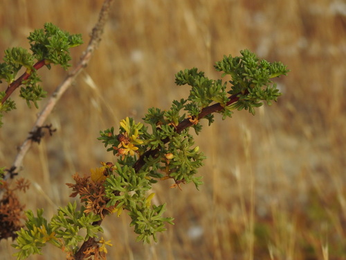 Artemisia crithmifolia, photograph 6