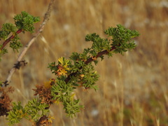 Artemisia crithmifolia, photograph Duarte Frade, CC BY, iNaturalist via GBIF