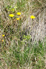 Leontodon tenuiflorus