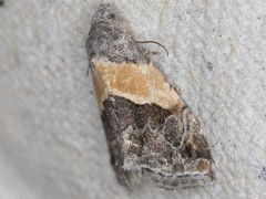 Tripudia balteata