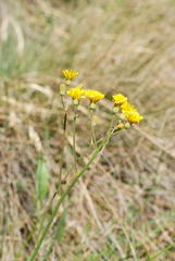 Crepis froelichiana froelichiana